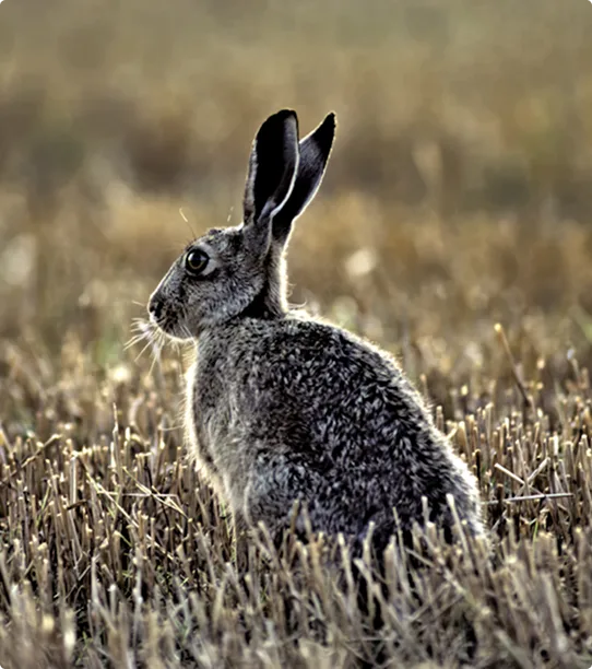 Brown Hare